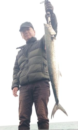 サワラの釣果