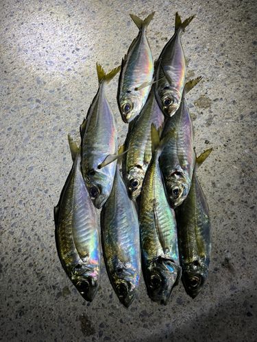 アジの釣果