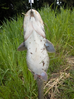 マナマズの釣果