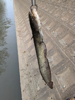 マナマズの釣果