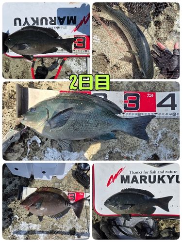 クチブトグレの釣果
