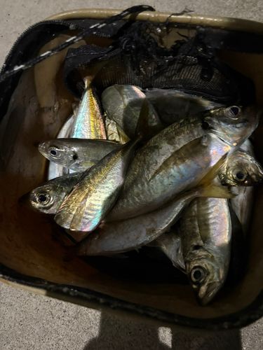アジの釣果