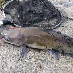 アメリカナマズ