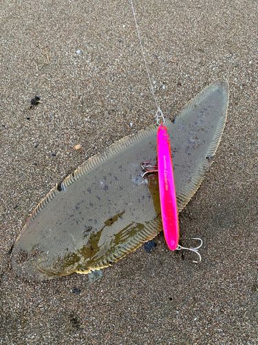 シタビラメの釣果