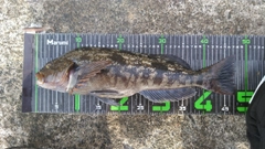 アイナメの釣果