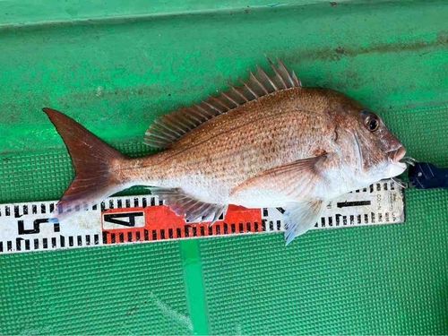 マダイの釣果