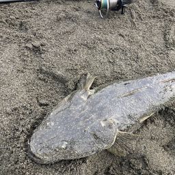 マゴチ