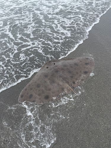 ツバクロエイの釣果