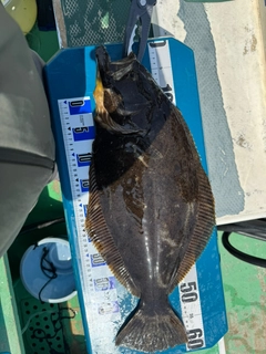 ヒラメの釣果