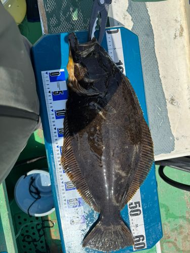 ヒラメの釣果