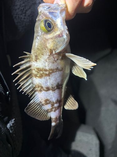 シロメバルの釣果