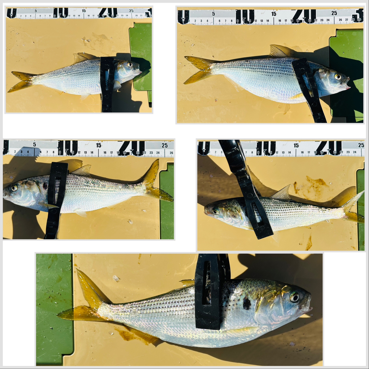 DAIWA 14リーガル 4号-53遠投の最安値・インプレ・釣果 | 本音の