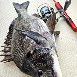 クロダイ