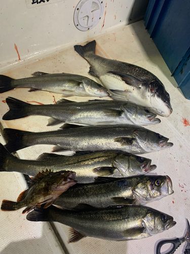 シーバスの釣果