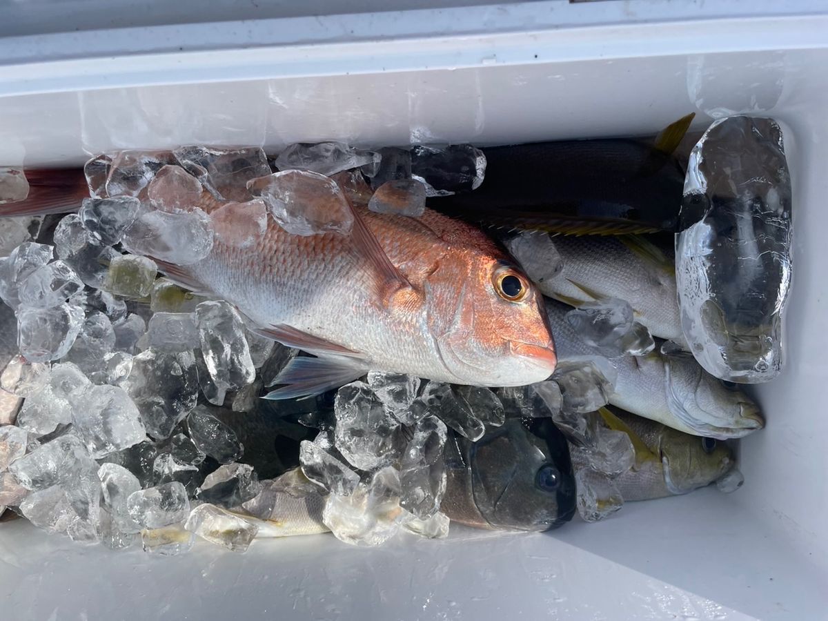 田畑良朗@なつき丸さんの釣果 2枚目の画像