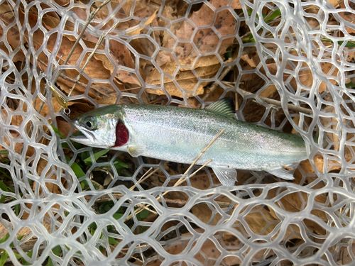ヤマメの釣果