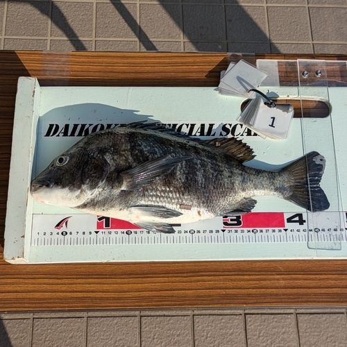 クロダイの釣果