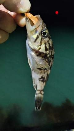 クロソイの釣果