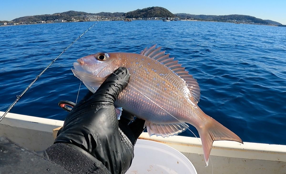 電脳ぱんださんの釣果 3枚目の画像
