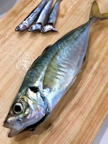 マアジの釣果