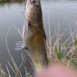 アメリカナマズ