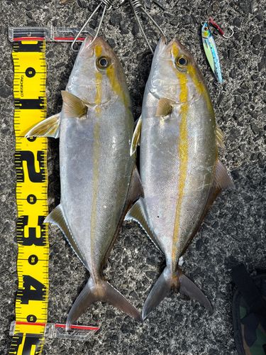 ネイリの釣果