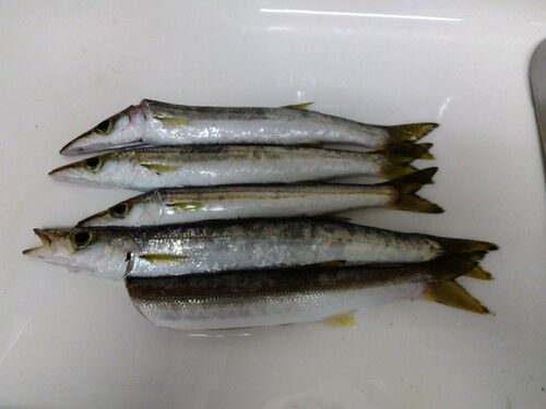 アカカマスの釣果