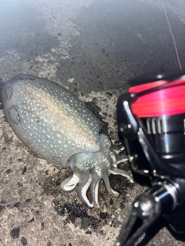 シリヤケイカの釣果