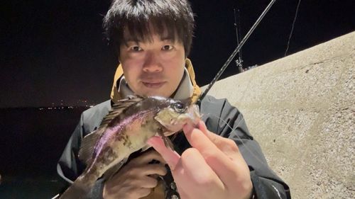 シロメバルの釣果