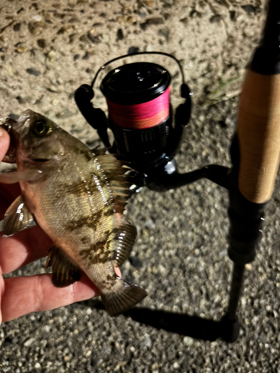 SHIMANO 19ヴァンキッシュ 2500Sの最安値・インプレ・釣果