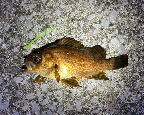 アカメバルの釣果