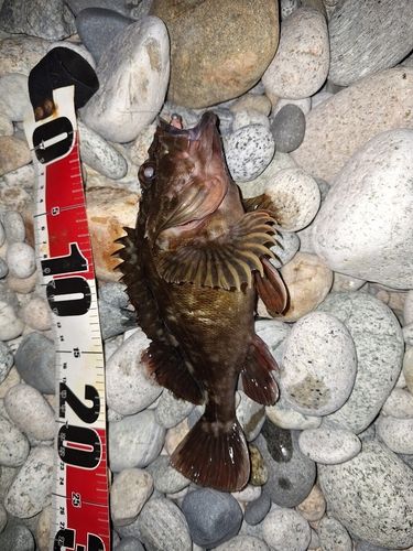 カサゴの釣果