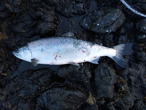 サクラマスの釣果