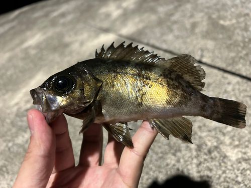 クロメバルの釣果