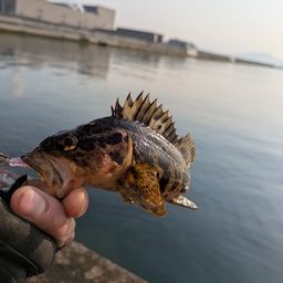 メバル