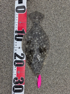 ソゲの釣果