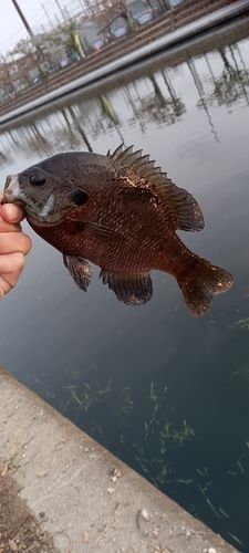ブルーギルの釣果