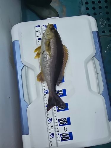 タカノハダイの釣果