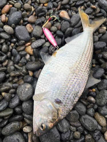 コノシロの釣果
