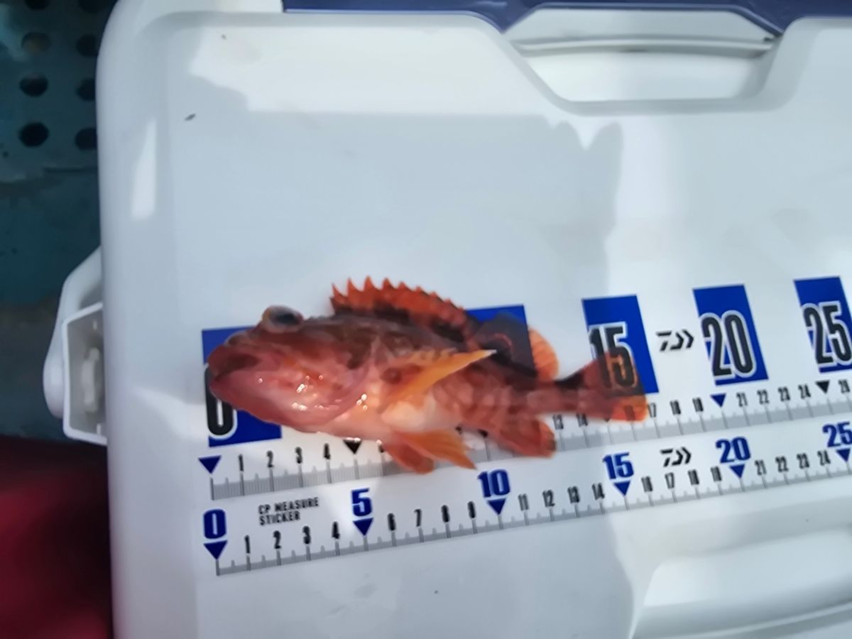 じゅんこママさんの釣果 2枚目の画像