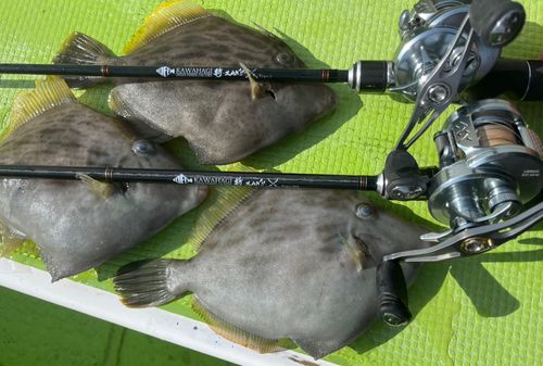 カワハギの釣果