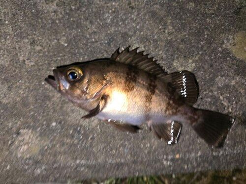 メバルの釣果
