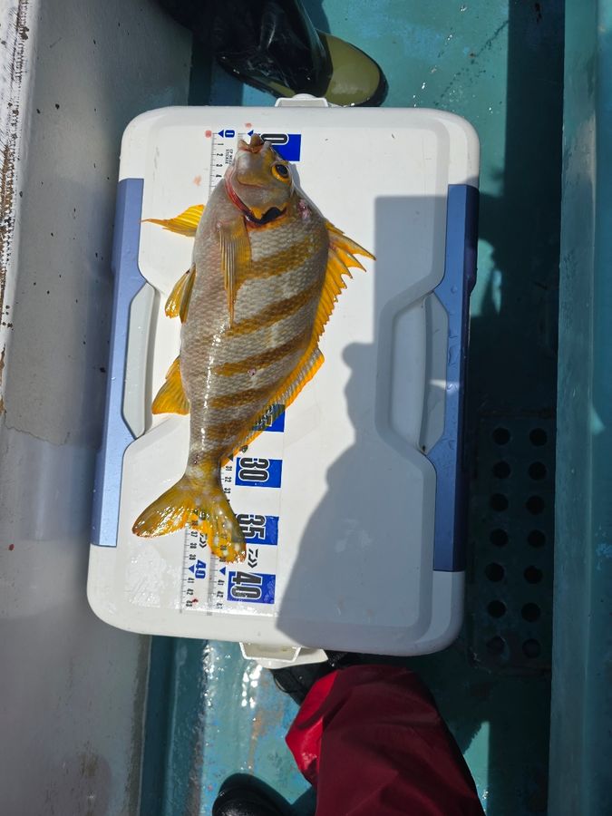 じゅんこママさんの釣果 3枚目の画像