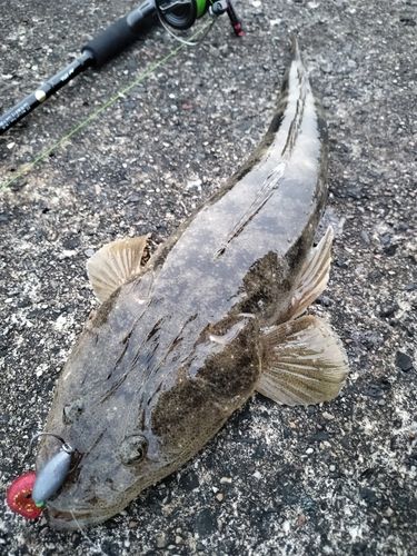 マゴチの釣果