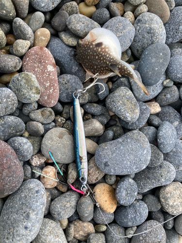 クサフグの釣果