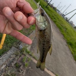 ラージマウスバス