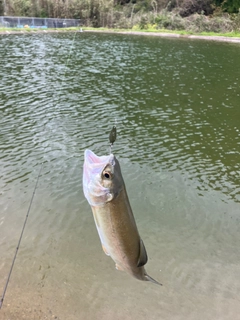 ニジマスの釣果