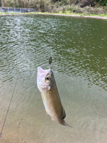 ニジマスの釣果