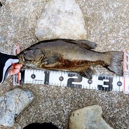 スモールマウスバス