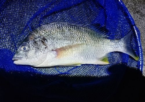 キビレの釣果